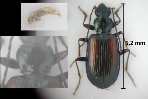 Bembidion conforme